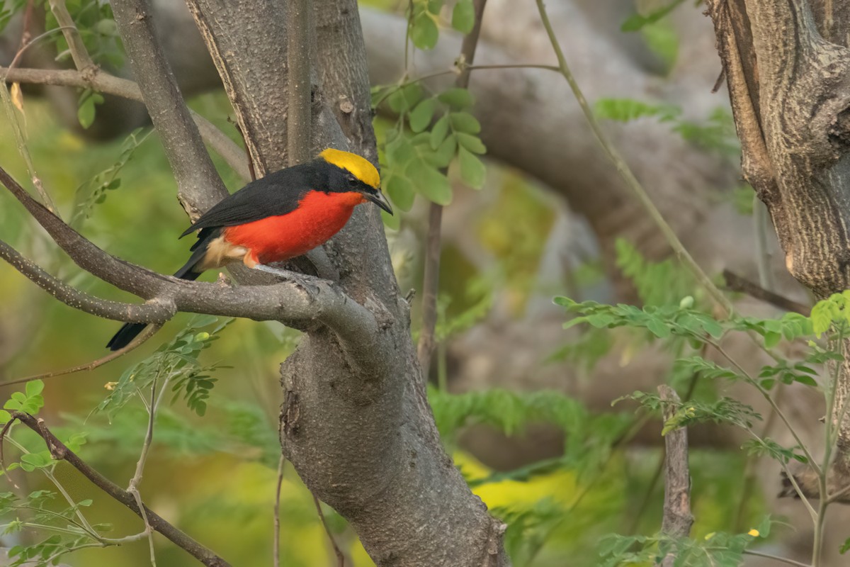 Гонолек червоний - ML646035836