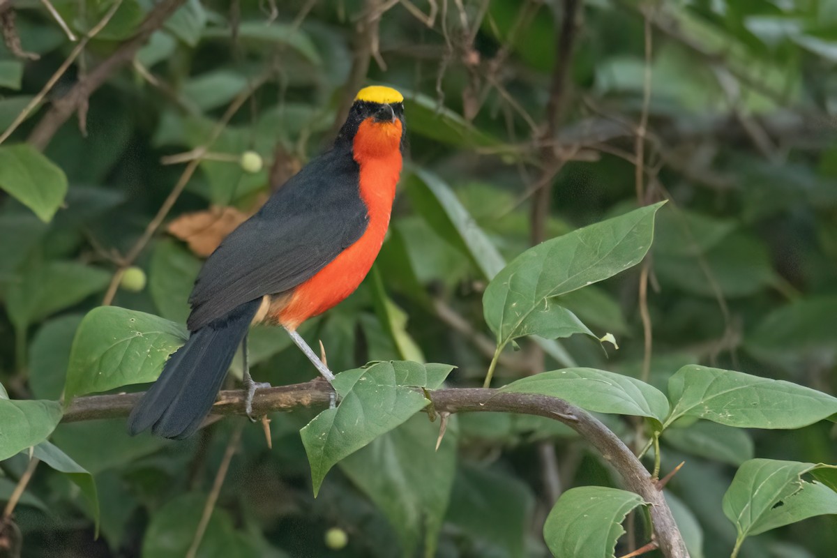 Гонолек червоний - ML646035837