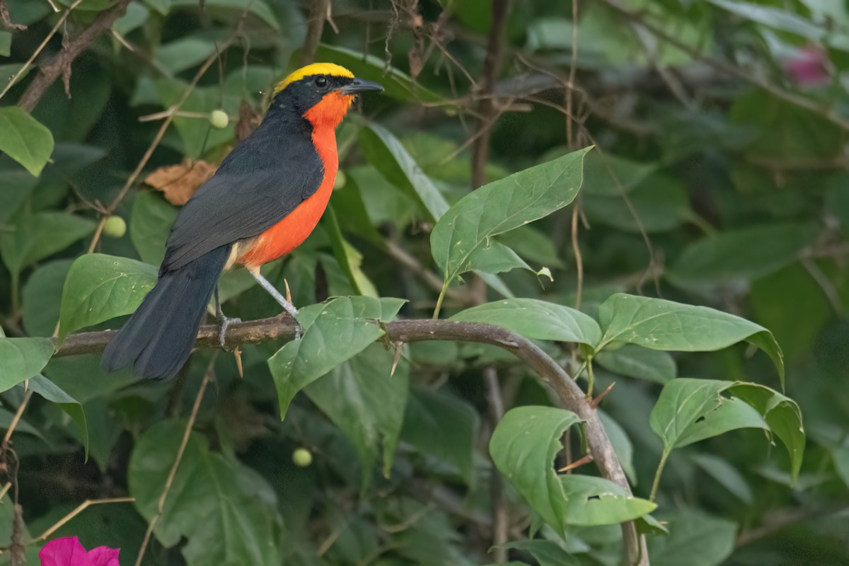 Гонолек червоний - ML646035838