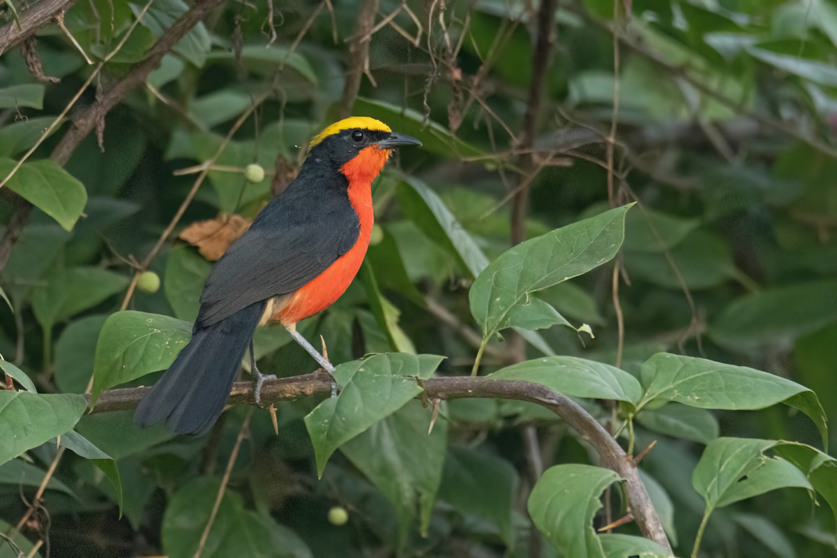 Гонолек червоний - ML646035839