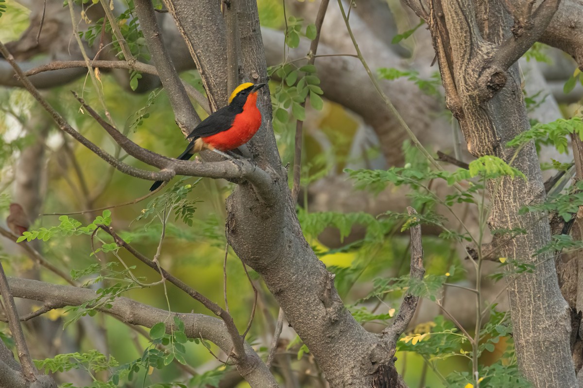 Гонолек червоний - ML646035840