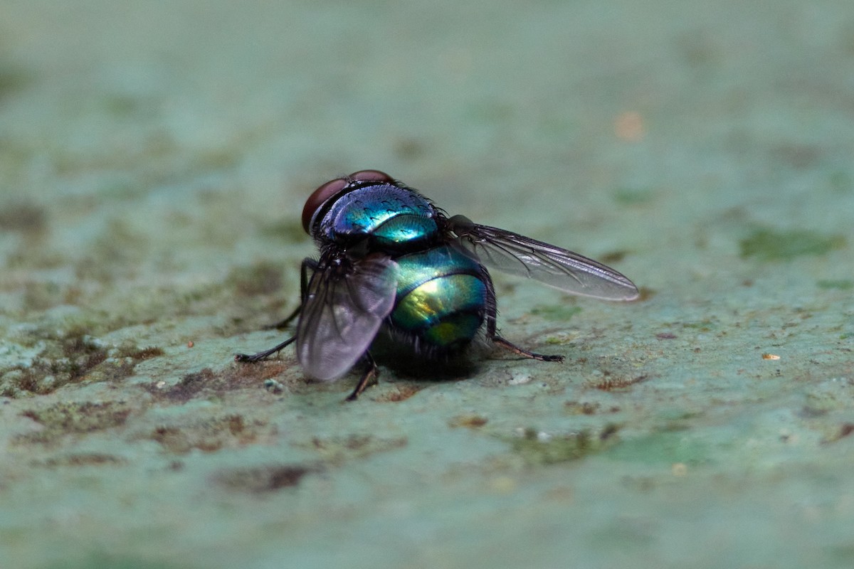 Flies - ML646035841