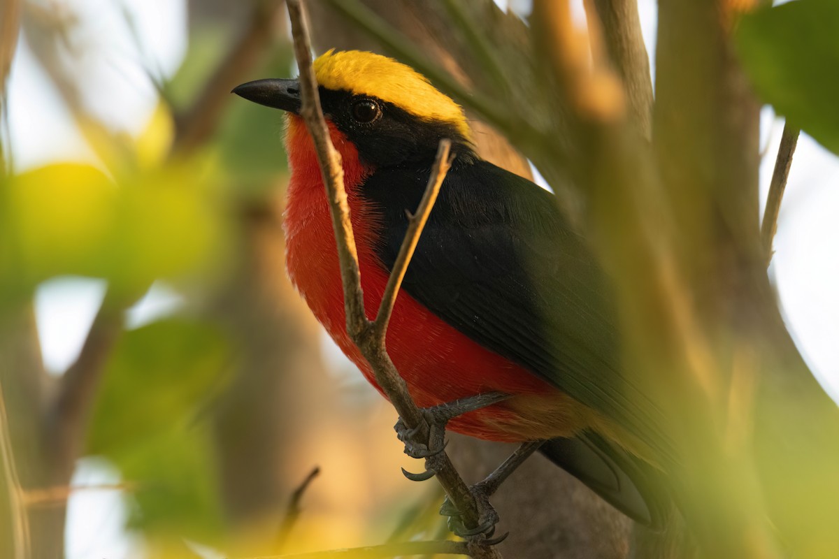 Гонолек червоний - ML646035842