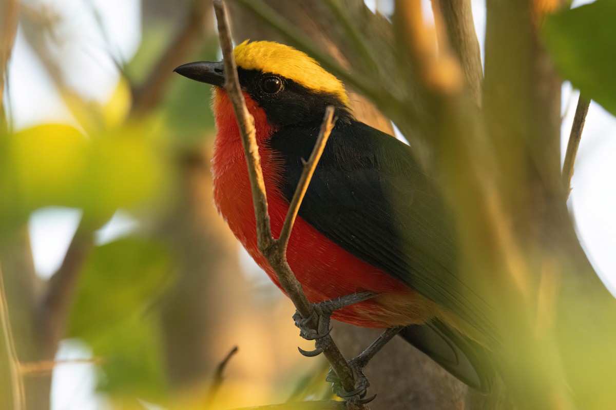 Гонолек червоний - ML646035843