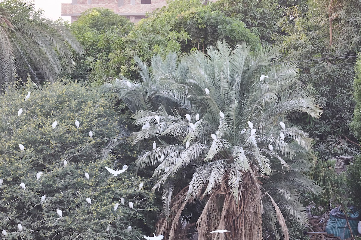 Western Cattle-Egret - ML646035852