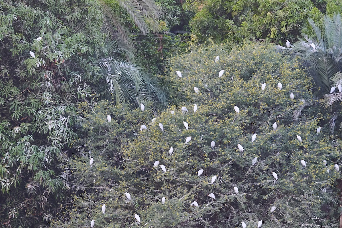 Western Cattle-Egret - ML646035853