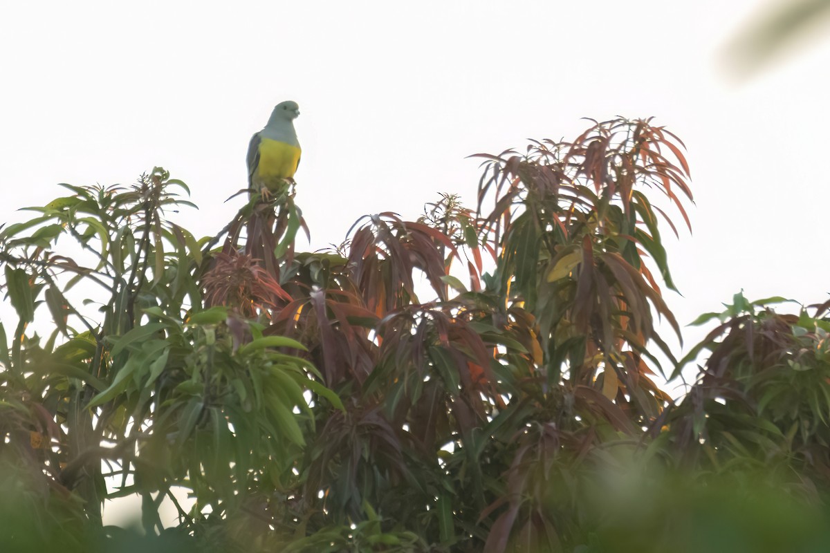 Bruce's Green-Pigeon - ML646035871