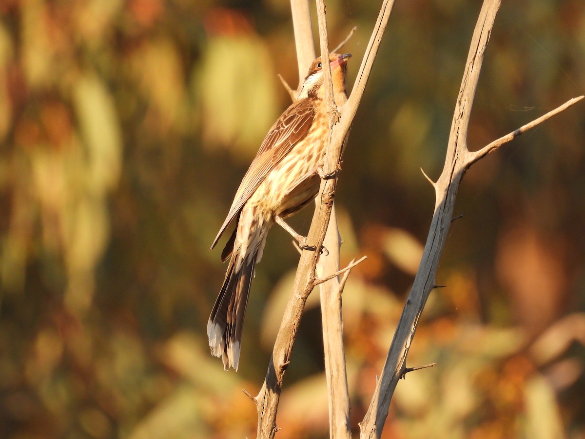 Diken Yanaklı Balkuşu - ML646035872