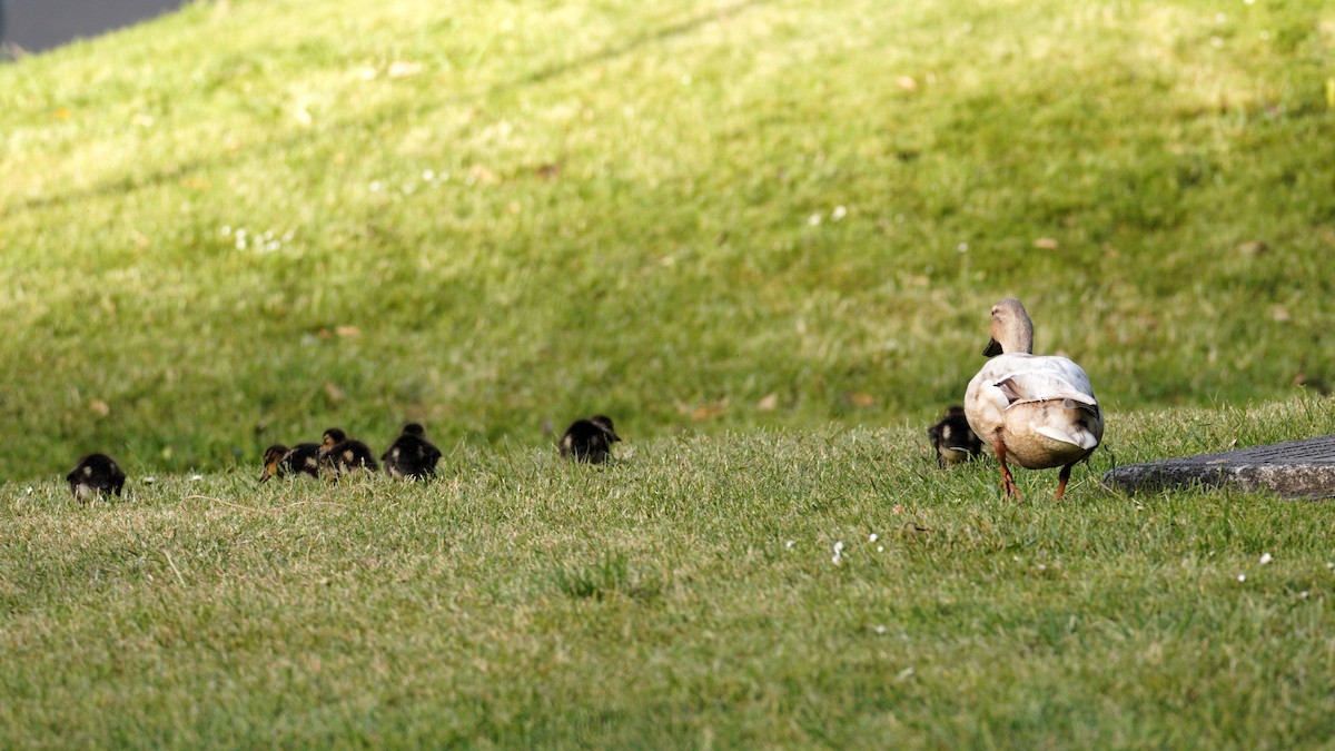 Mallard - ML646035879