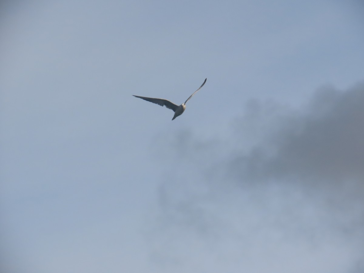 Common Tern - ML646035894