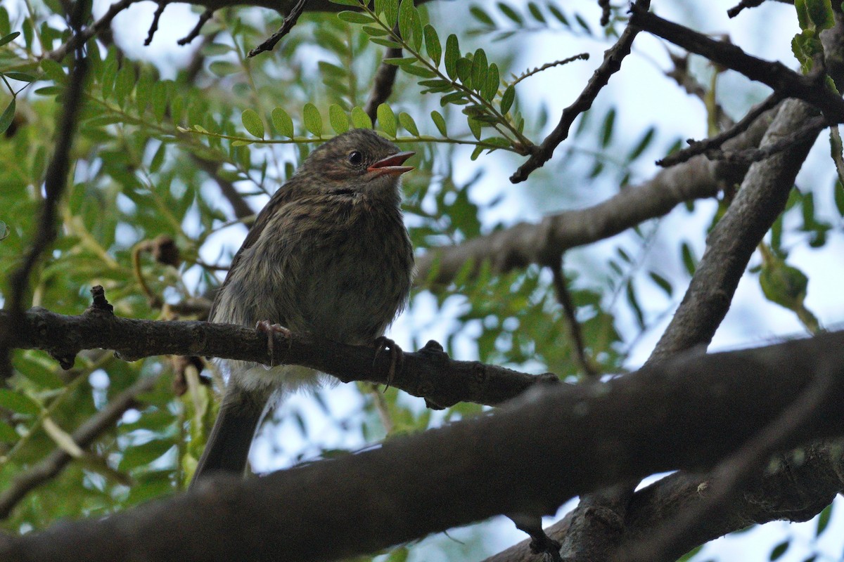 Dunnock - ML646035899