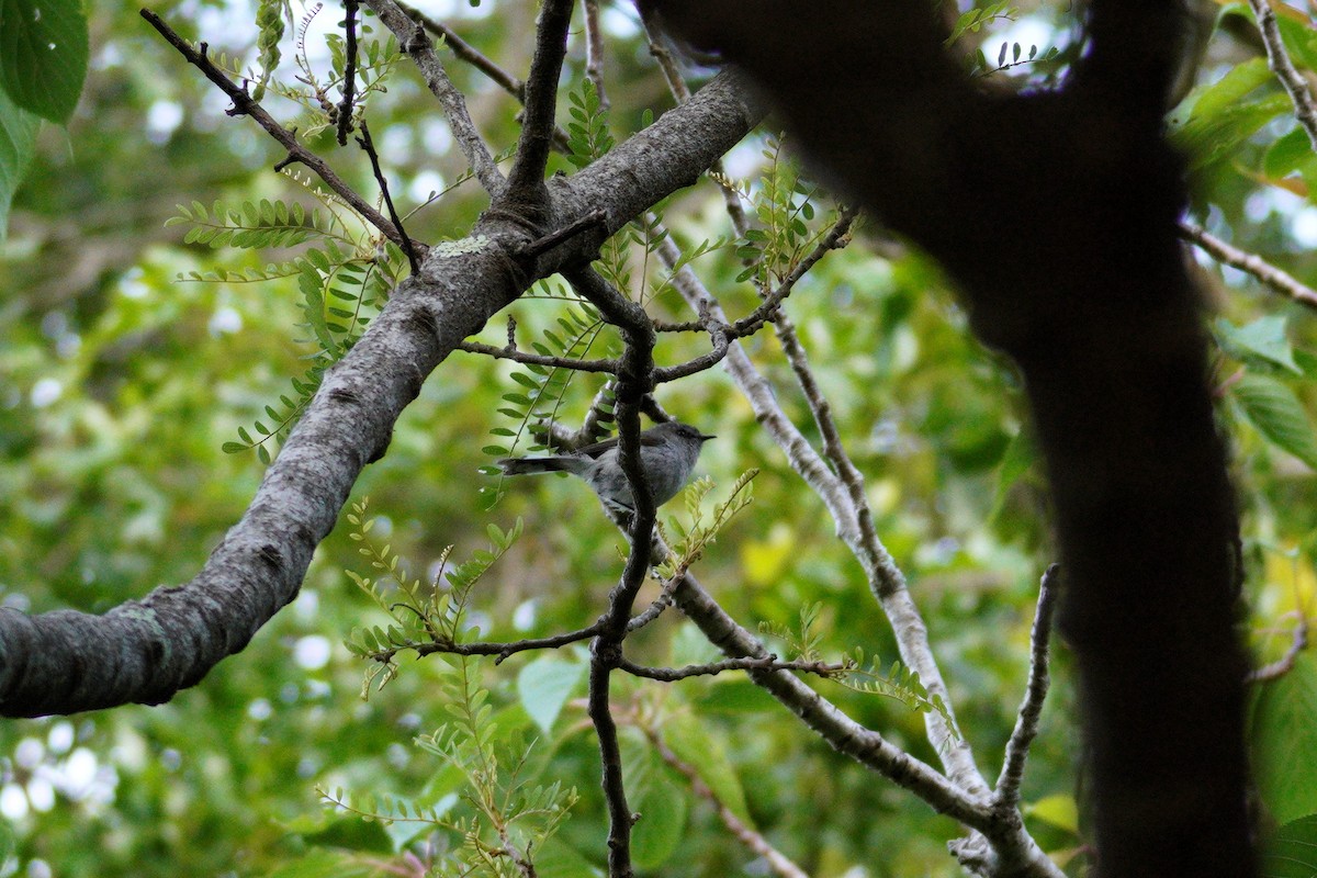 Gray Gerygone - ML646035901