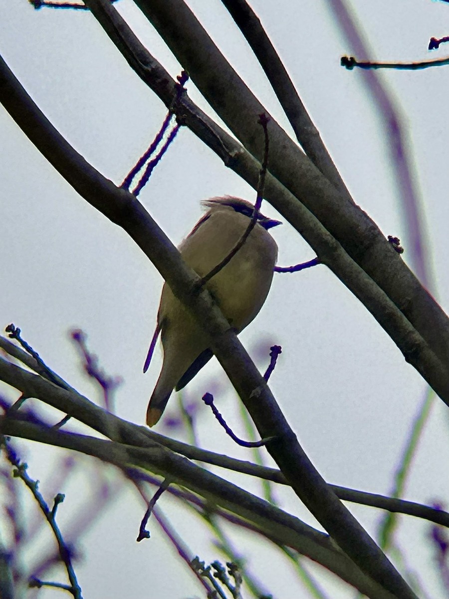 ציצנית אמריקנית - ML646035905