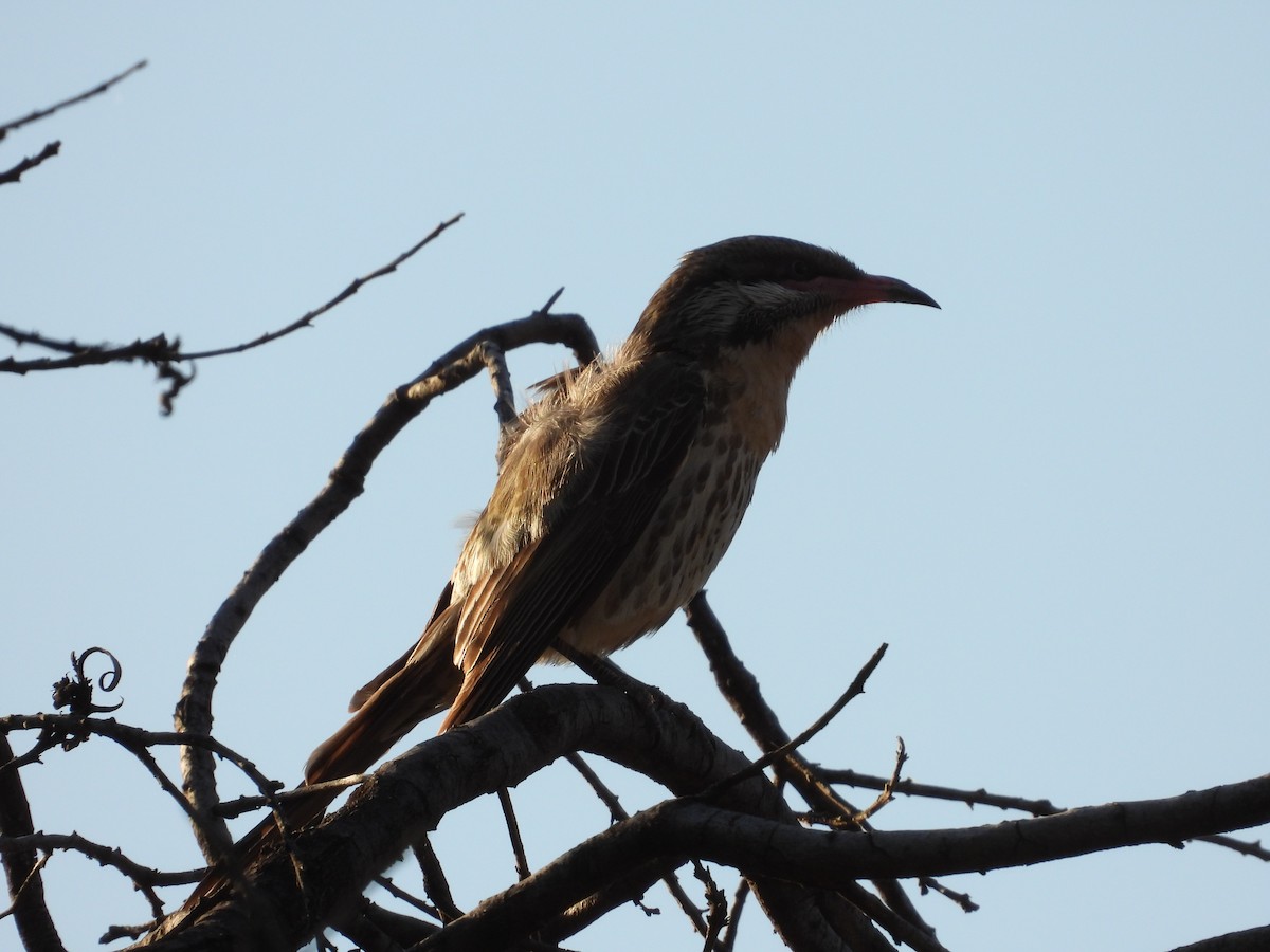 Diken Yanaklı Balkuşu - ML646035913