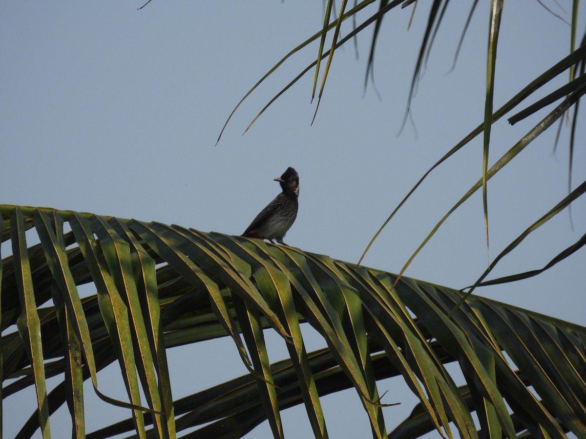 Red-vented Bulbul - ML646035915