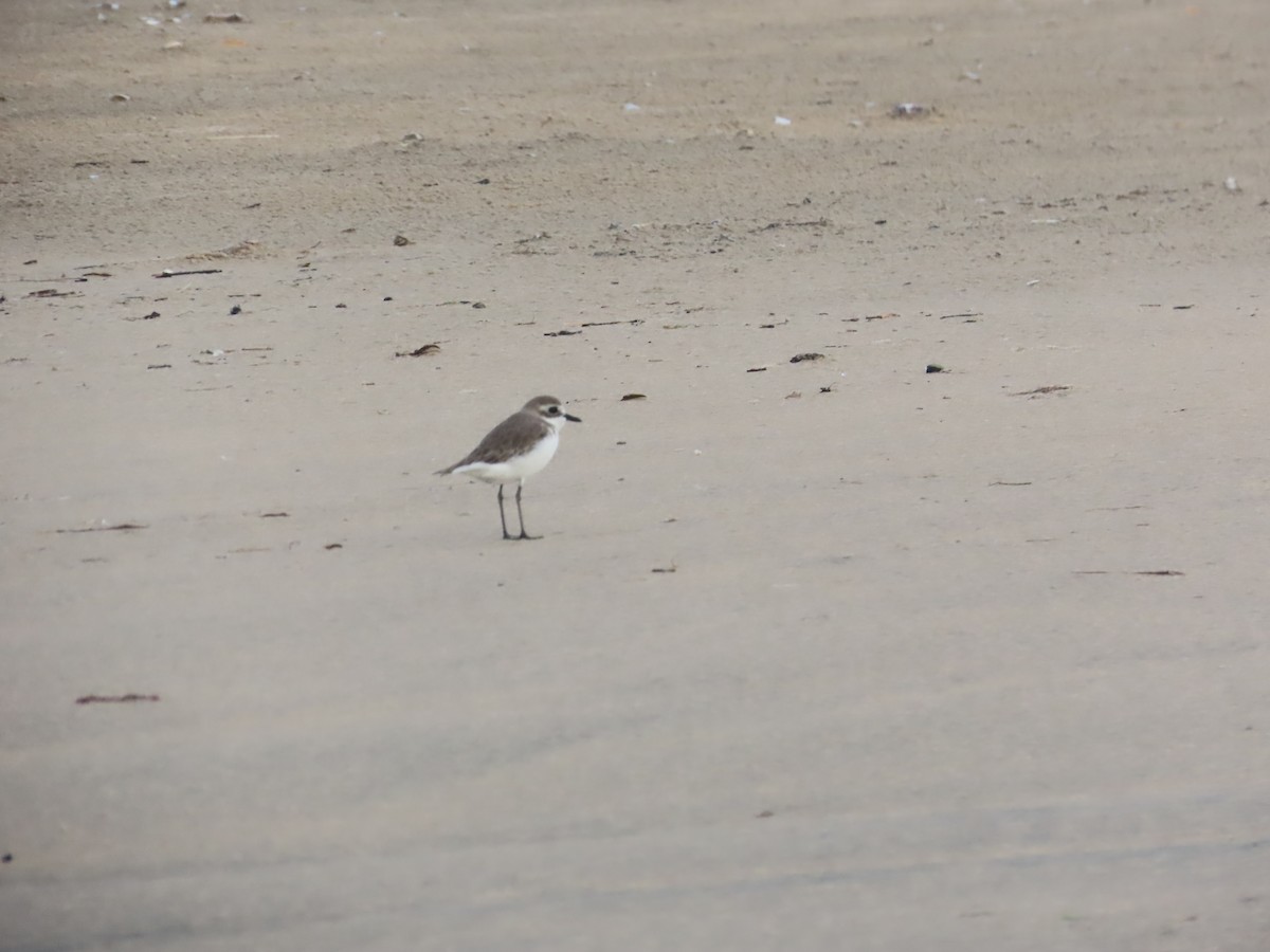 Tibet Cılıbıtı - ML646035931