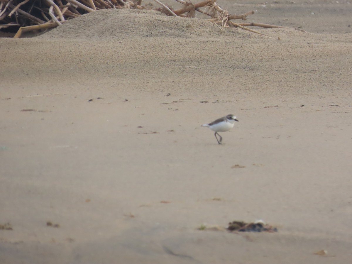 Tibet Cılıbıtı - ML646035932