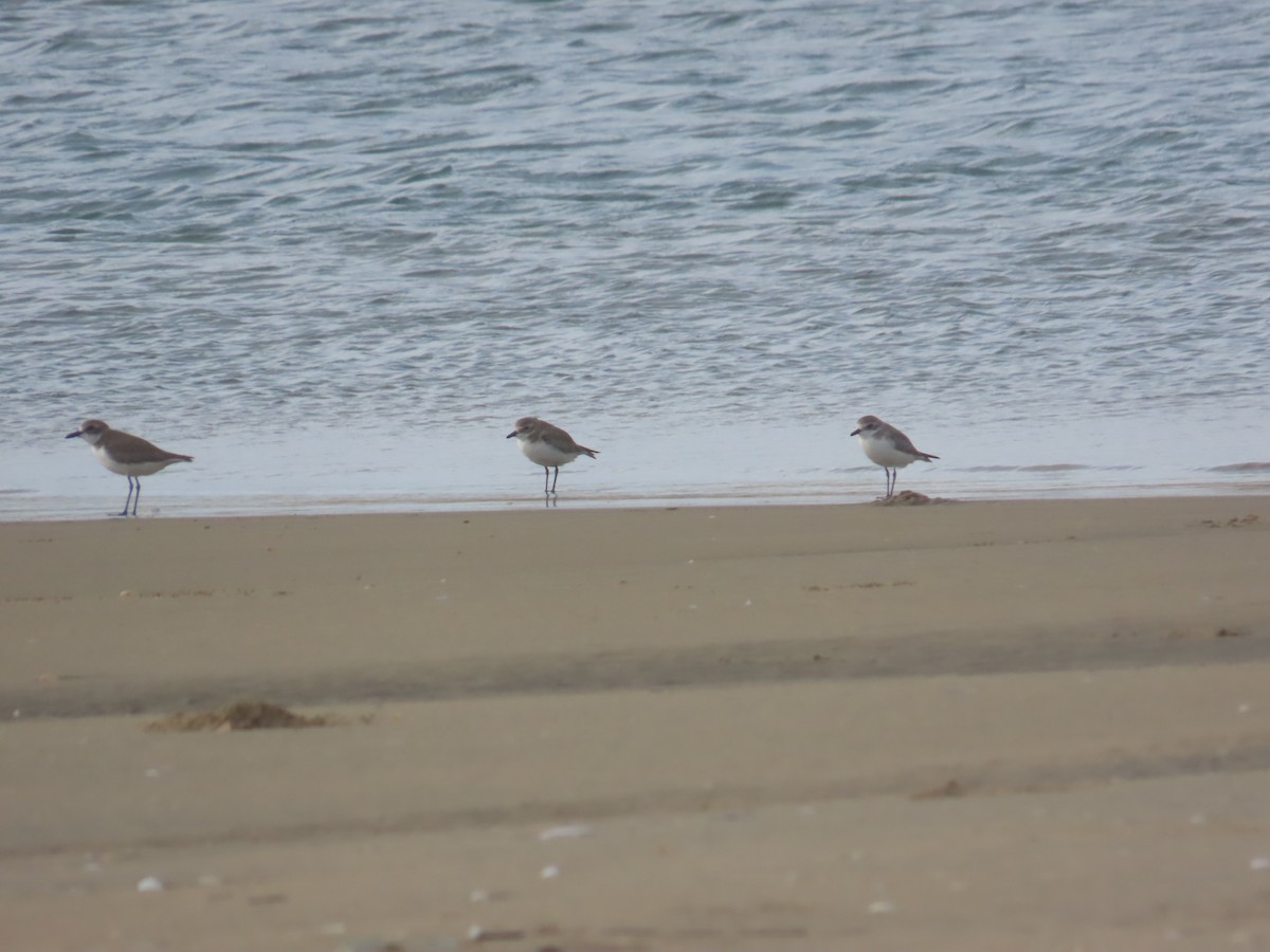 Tibet Cılıbıtı - ML646035935