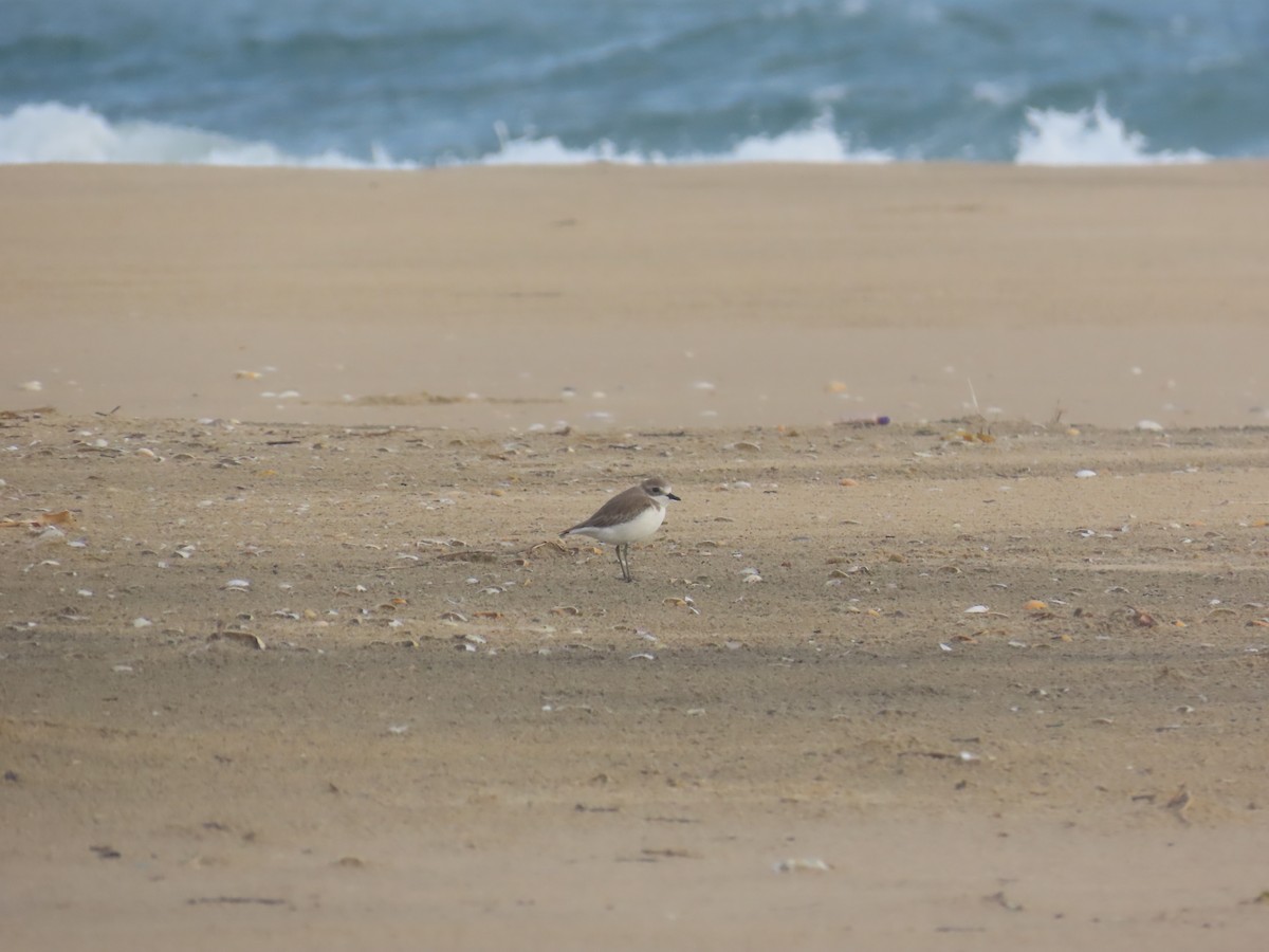 Tibet Cılıbıtı - ML646035938