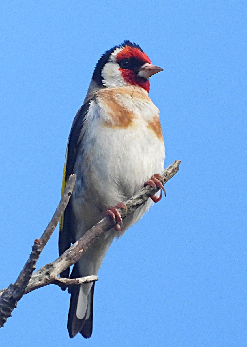 European Goldfinch - ML646035947