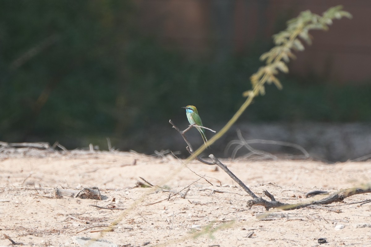 Erle-txori berde arabiarra - ML646035949