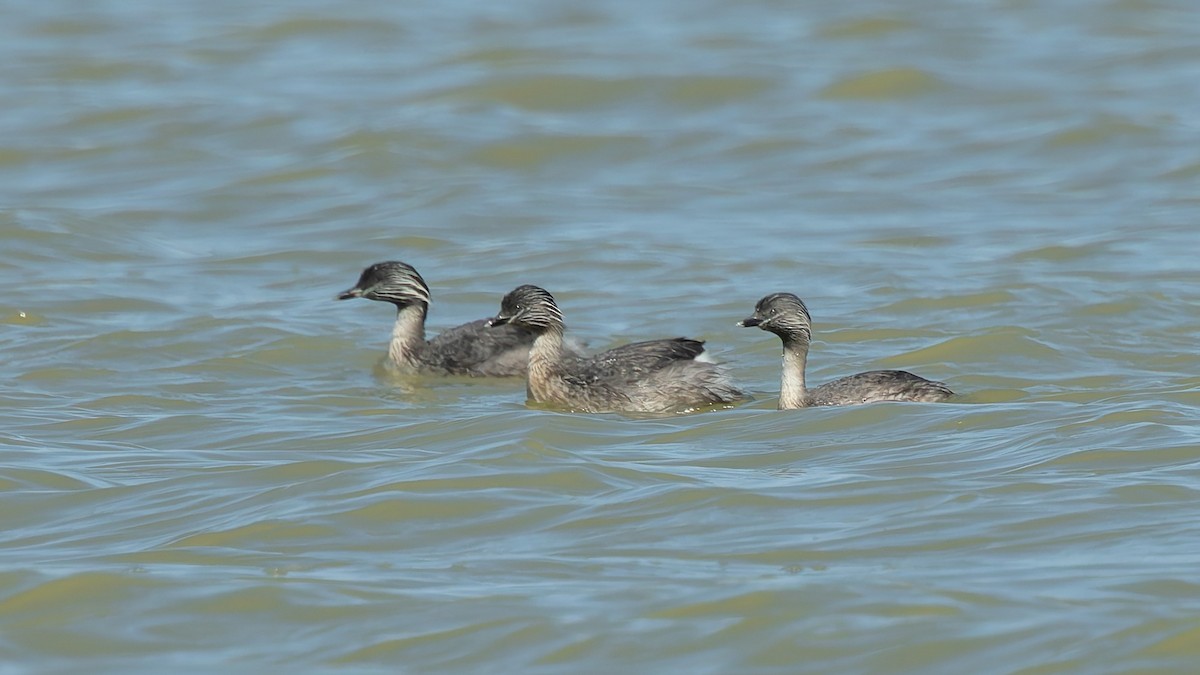シラガカイツブリ - ML646035961