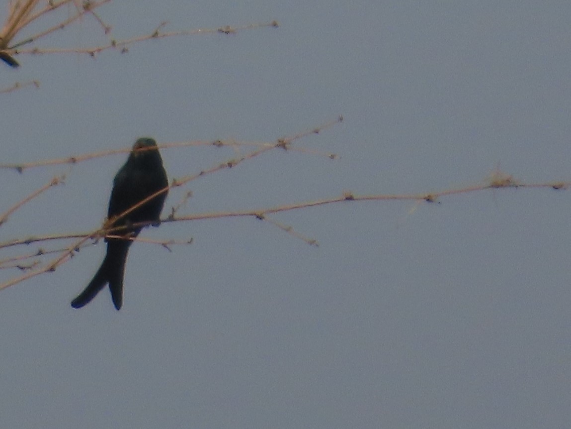 Black Drongo - ML646035968