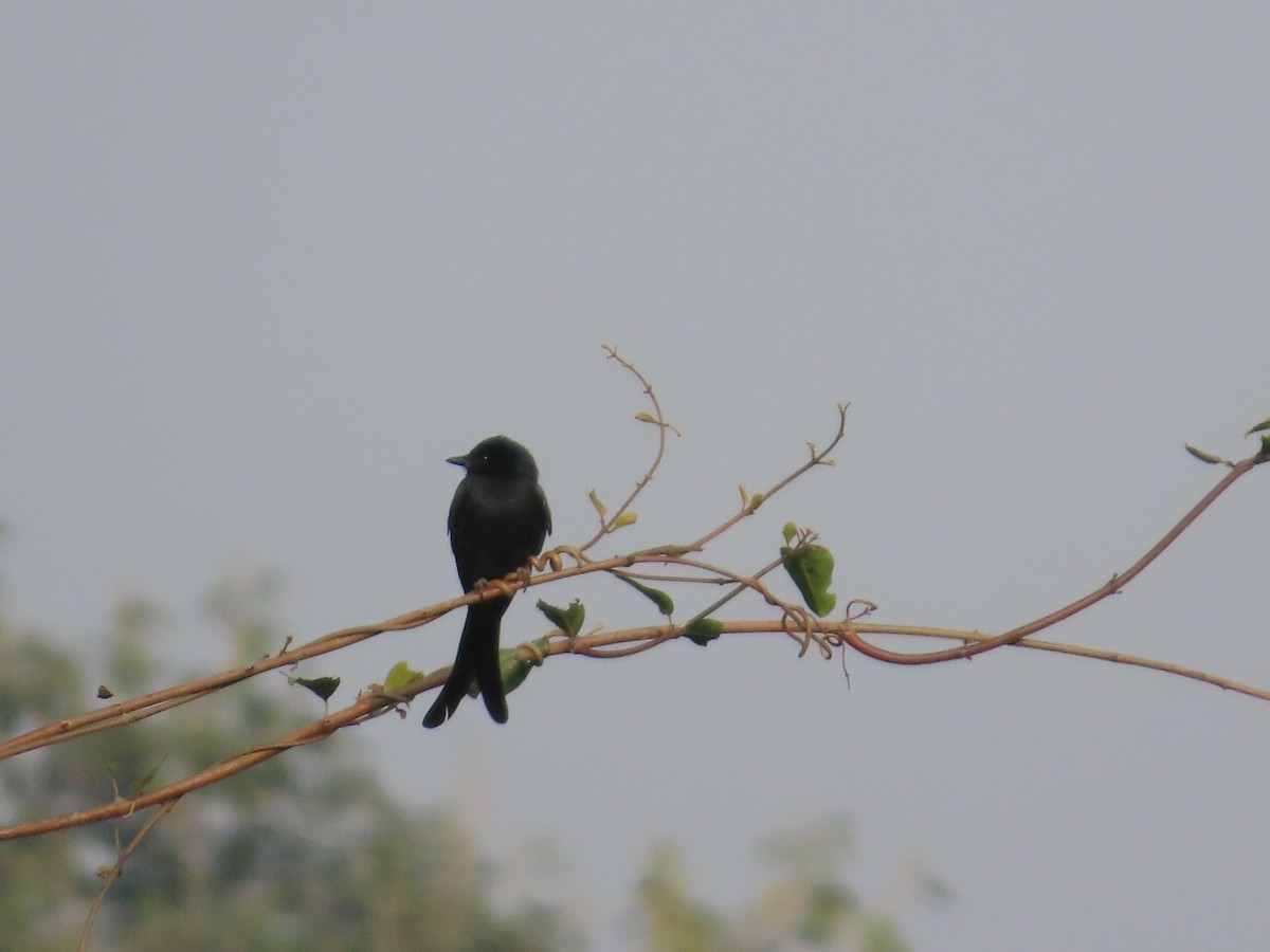 Black Drongo - ML646035969