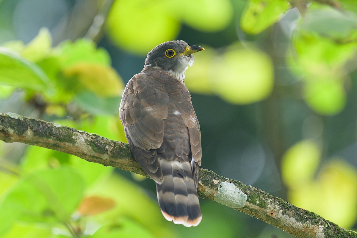 Malaysian Hawk-Cuckoo - Francis Yap
