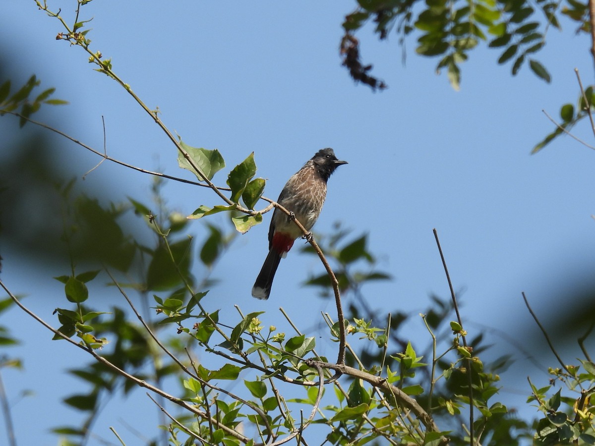 Red-vented Bulbul - ML646035980