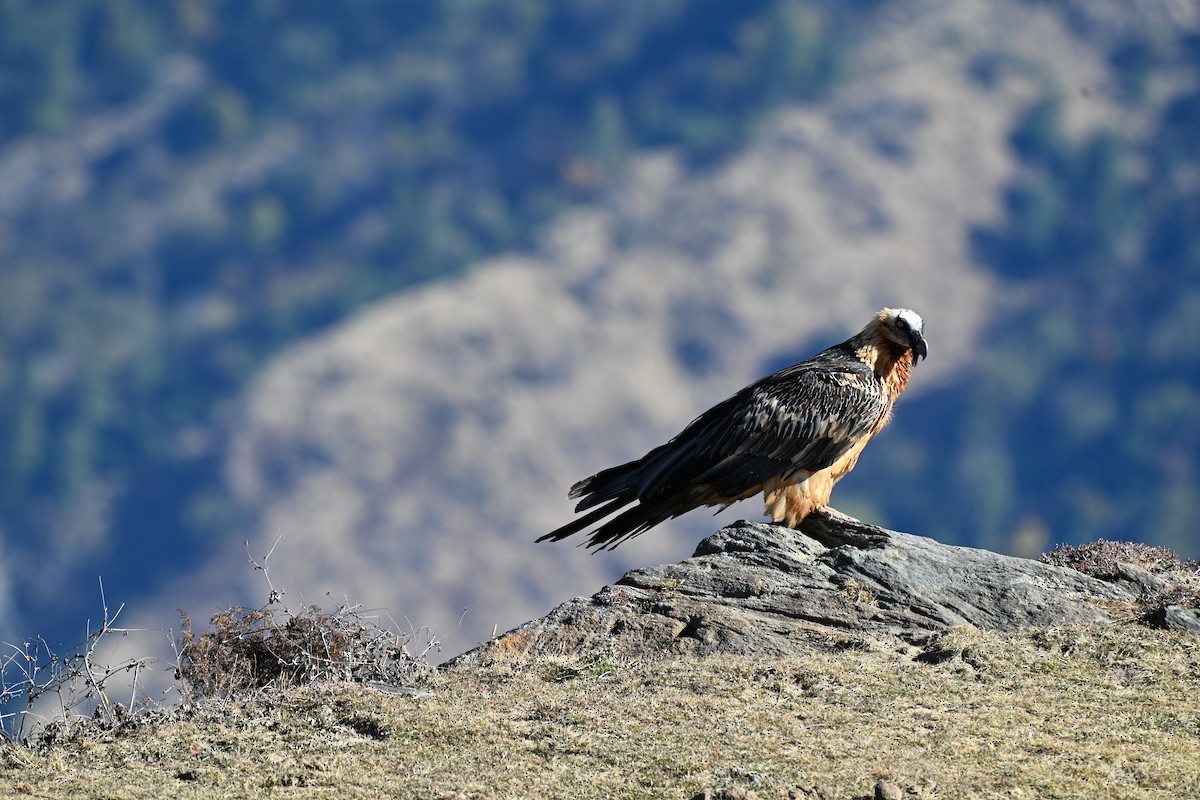 orlosup bradatý - ML646035981