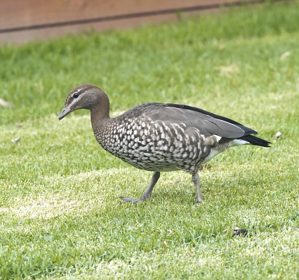 mankeand - ML646035997