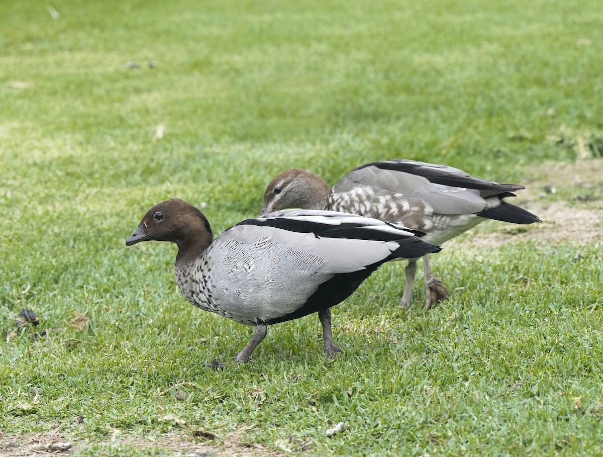 mankeand - ML646035998