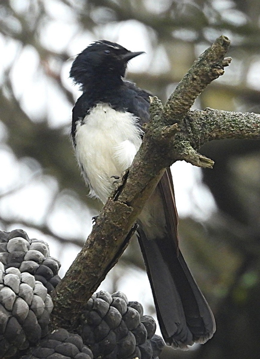 Willie-wagtail - ML646036006