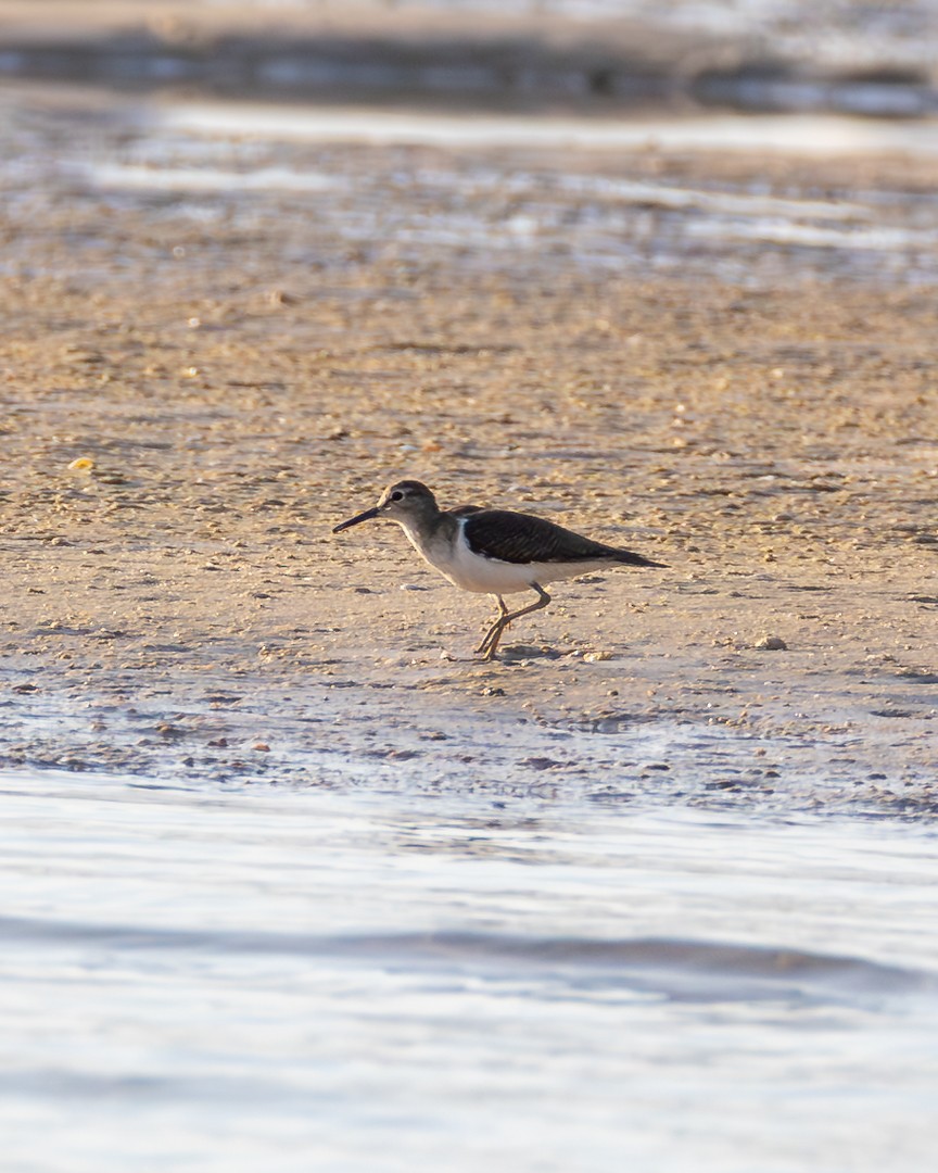 Common Sandpiper - ML646036009