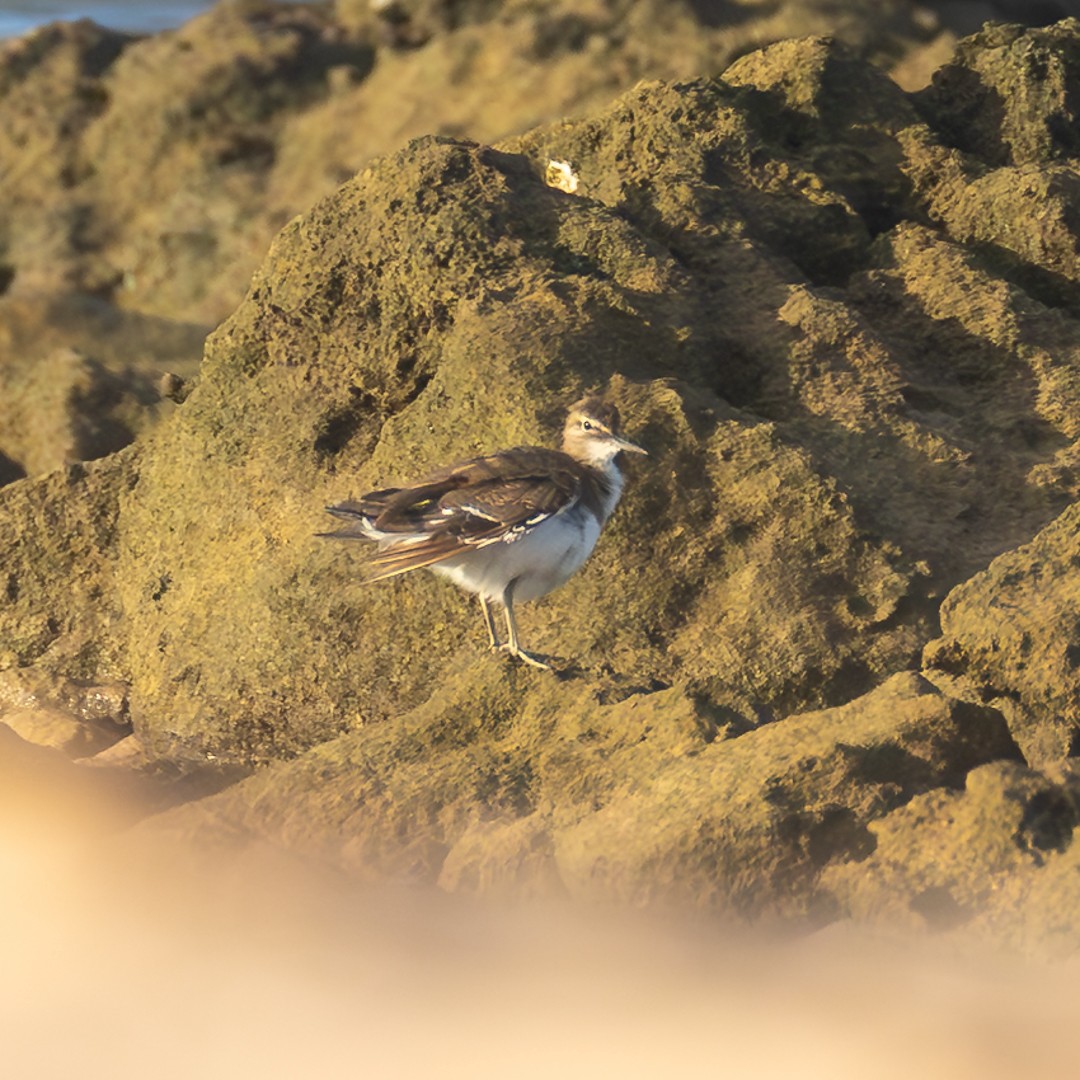 Common Sandpiper - ML646036011