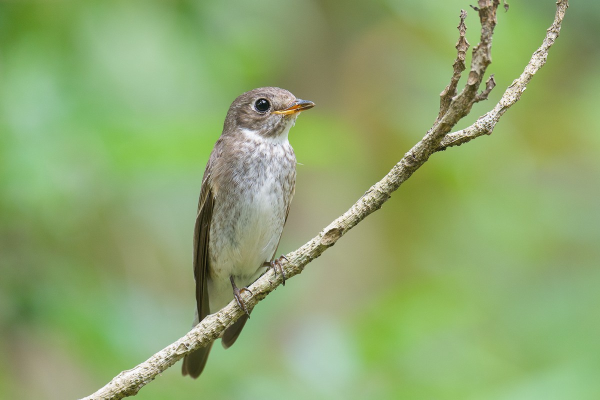 Dark-sided Flycatcher - ML646036014