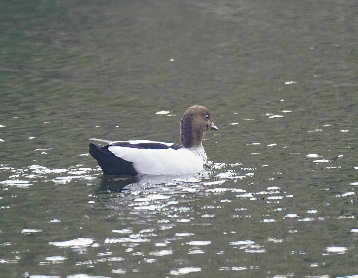 mankeand - ML646036017