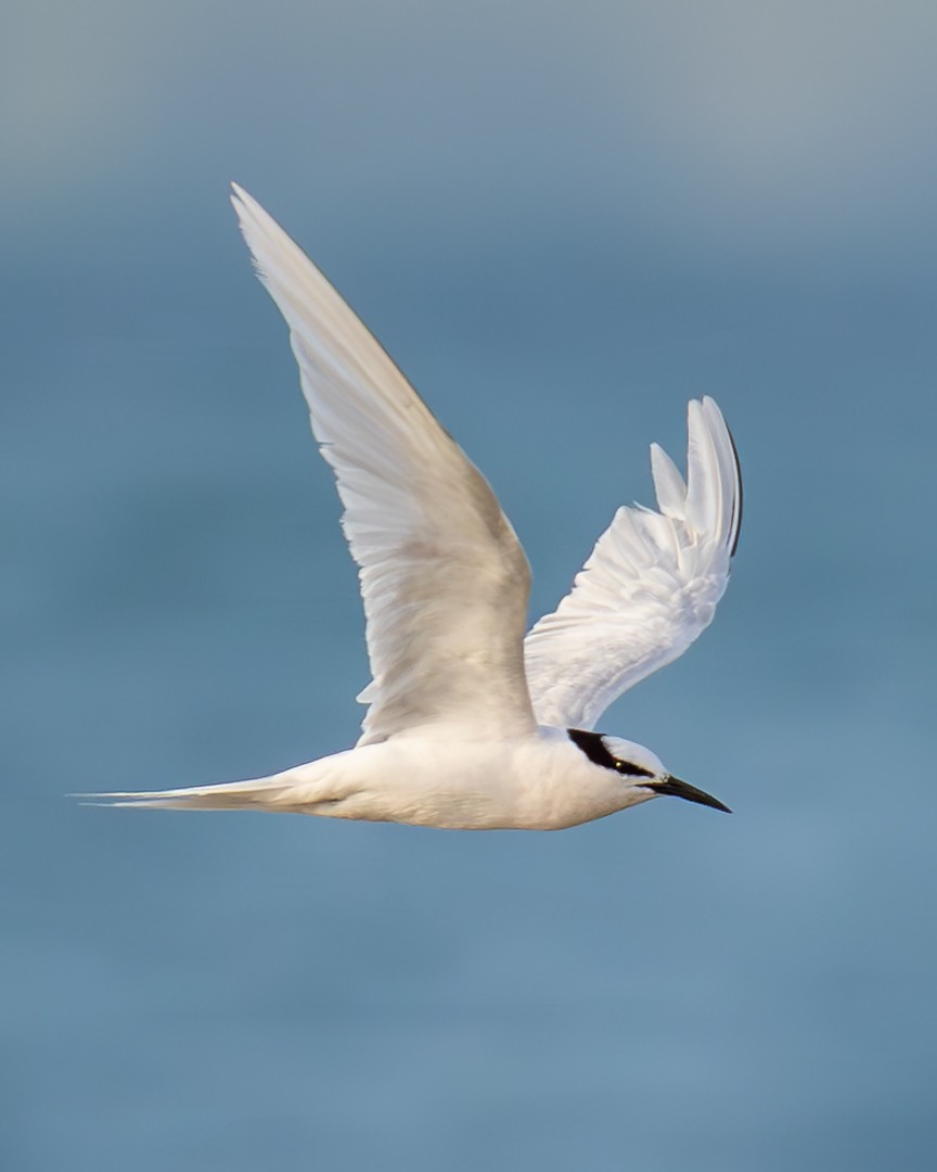 Black-naped Tern - ML646036019