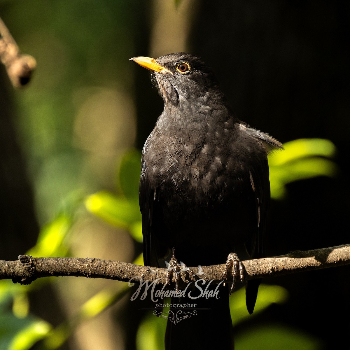 Chinese Blackbird - ML646036023