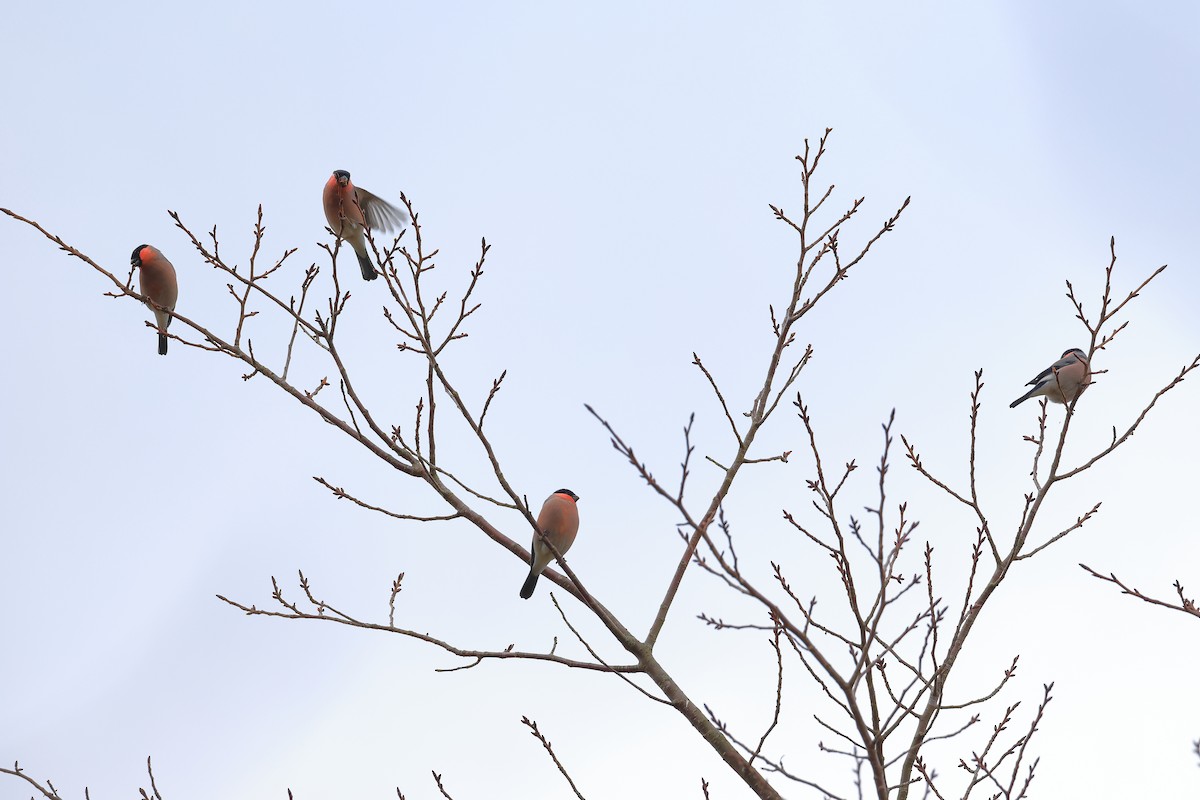 Eurasian Bullfinch - ML646036025