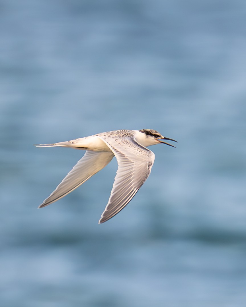 Black-naped Tern - ML646036026