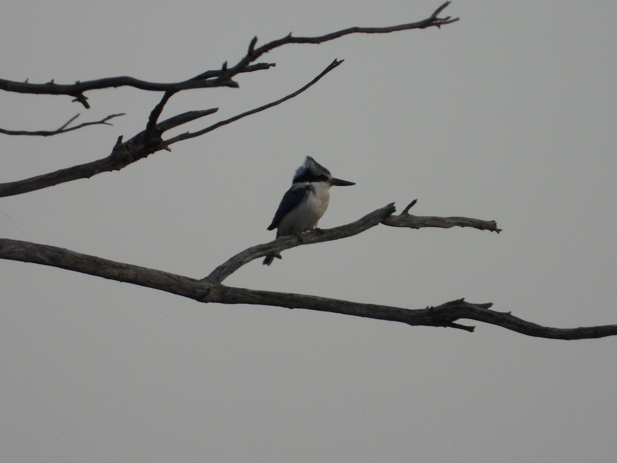 Альціон рудогузий - ML646036031