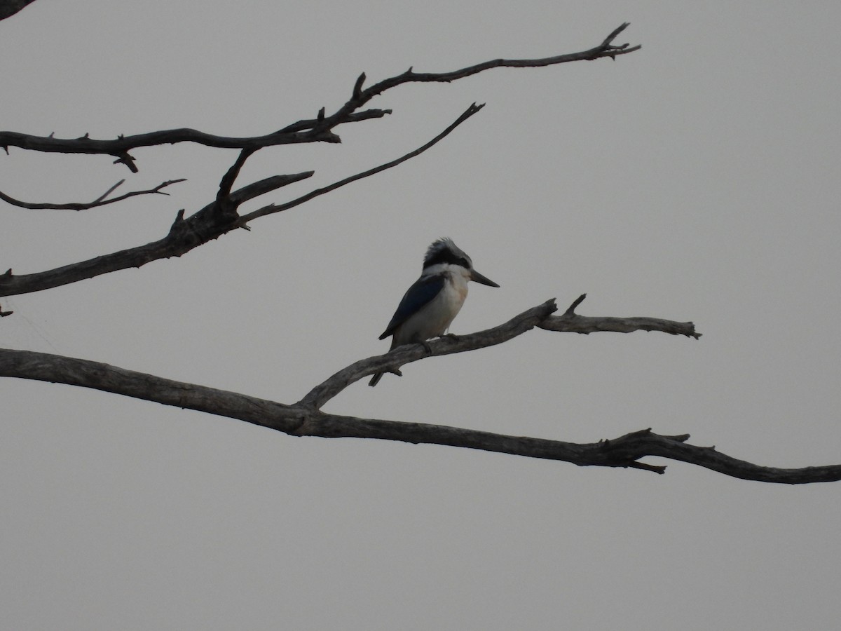 Альціон рудогузий - ML646036033