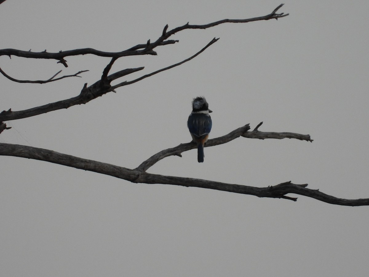 Альціон рудогузий - ML646036034