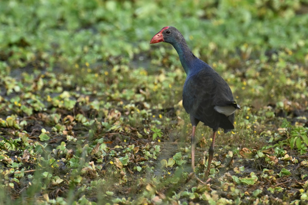 ハイガシラセイケイ - ML646036045