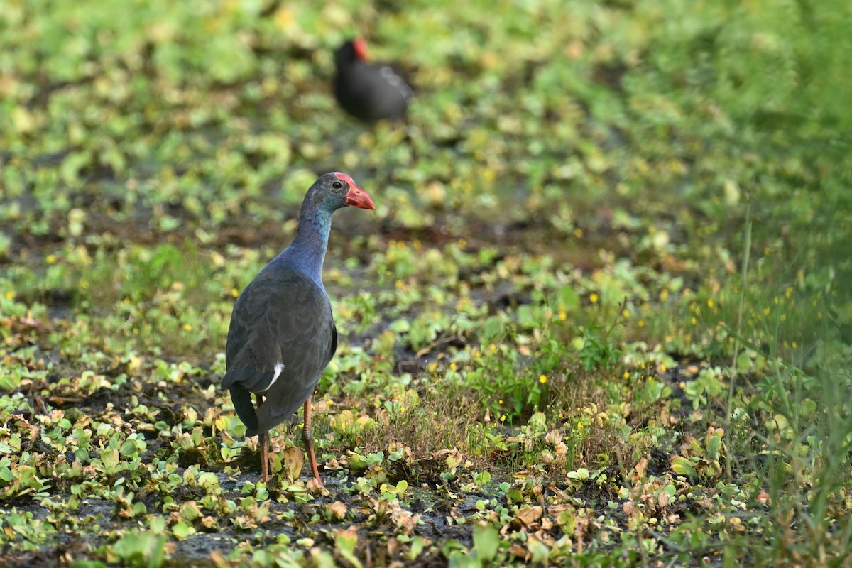 Uroilo urdin burugrisa - ML646036048