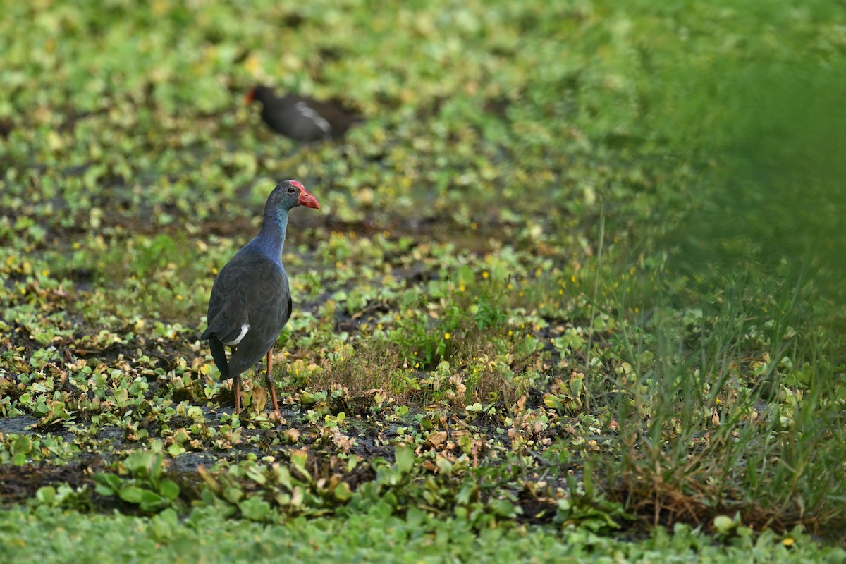 Uroilo urdin burugrisa - ML646036049