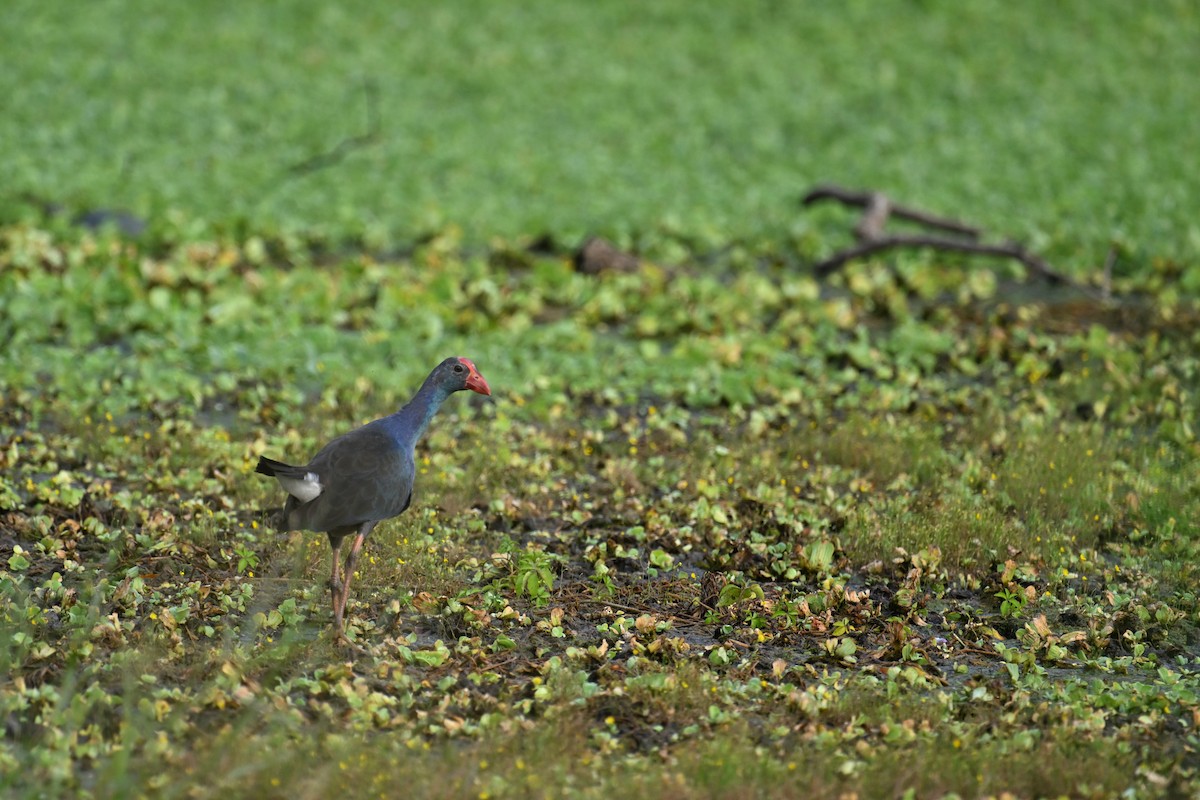 Uroilo urdin burugrisa - ML646036050