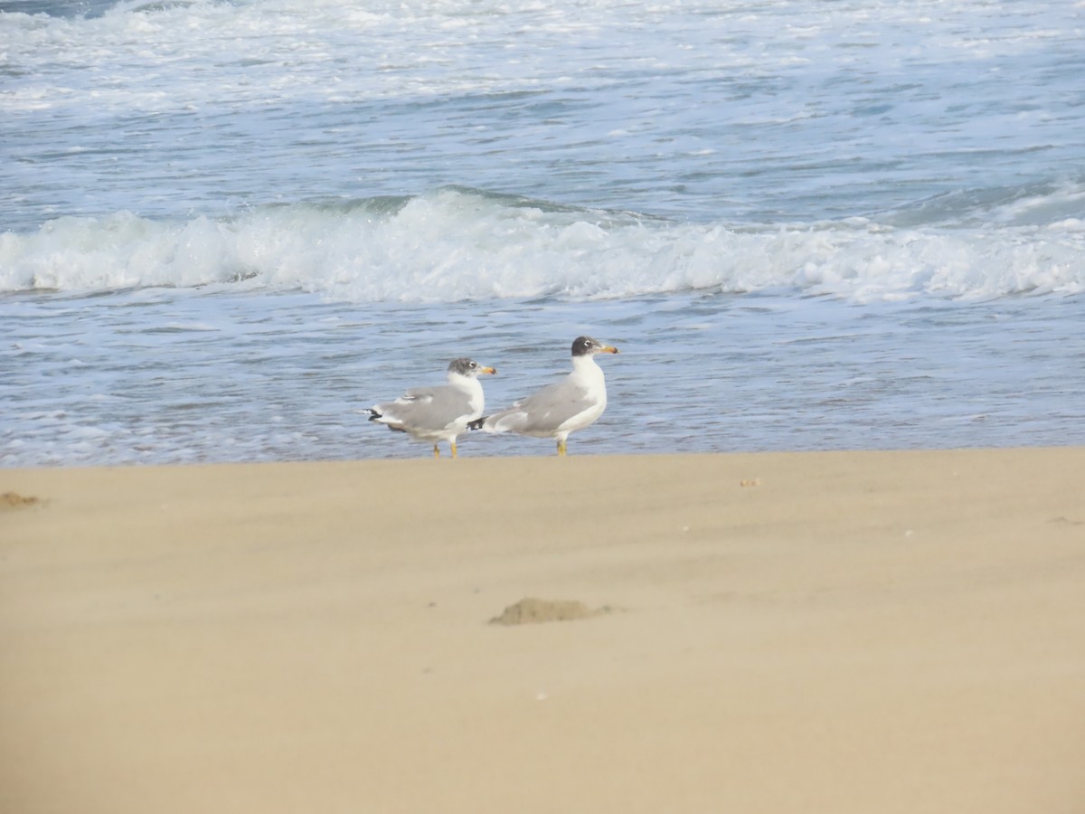 Мартин каспійський - ML646036052